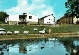 PALISEUL-PENSION RESTAURANT LA HUTTE LURETTE-TROUPEAU DE MOUTONS- - Paliseul