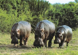 Hippo - Hippopotamus - Hippopotame - Nilpferd - Ippopotamo - Hipopótamo - Animal - Animaux - Fauna - Faune - Hippopotames