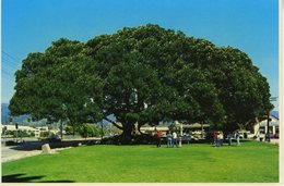 Moreton Bay Fig Tree, Santa Barbara CA. Calif, California Postcard Z1 - Santa Barbara