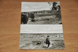 3509- Im Naturschütspark Lüneburger Heide Bei Niederhaverbek - 1964 - Lüneburger Heide