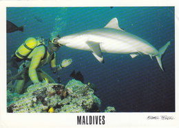 Maldives - Diving W Shark - Maldiven