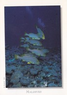 Maldives - Oriental Sweetlips Fish - Maldive