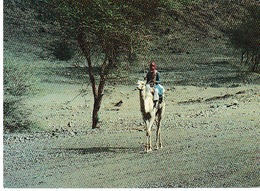 Saoudien Méhariste Près De Médine. - Saoedi-Arabië