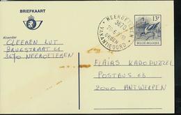 Carte Buzin N° 196.IV.N. Avocette  Obl.:  NEEROETEREN  (3670) Du 20/06/89  Groen Vakantieoord - Cartes Postales 1951-..