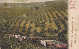 CPA AULDANA VINEYARDS, GRAPES, BULLOCK TEAM - Other & Unclassified