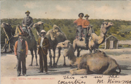 LOT 2 ITEMS SEE SCAN IMAGE;CPA FAR NORTH CAMEL RIDING - Sonstige & Ohne Zuordnung