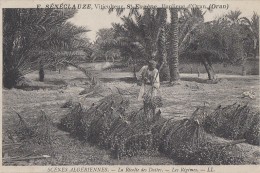 Algérie - Banlieue D'Oran - F. Sénéclauze Viticulteur Saint-Eugène - Récolte Des Dattes - Régimes - Scenes