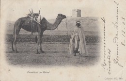 Ethniques Et Cultures - Maghreb - Chambba Et Son Mehari - Dromadaire - 1903 - Africa