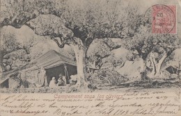 Ethniques Et Cultures - Maghreb - Campement Suos Les Oliviers - 1903 Cachet Postal Bizerte Laval Mayenne - Afrique