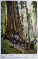 GOV . ODELL OF NEW YORK AND PARTY , PASSING THROUGH WAWONA MARIPOSA BIG THE GROVE - CALIFORNIA - Yosemite