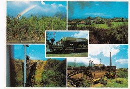 Hawaii Sugar Cane Scenes - Big Island Of Hawaii
