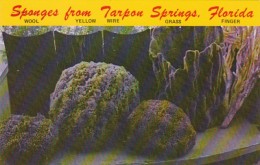 Florida Tarpon Springs Various Types Of Sponges - Palm Beach