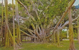Florida Fort Myers Banyan Tree At Edison Winter Home - Fort Myers