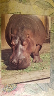Bratislava Zoo , Hippo - Old Postcard - Hippopotamuses