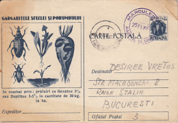 71995- PESTS ADVERTISING, MAIZE AND BEETROOT BEETLES, AGRICULTURE, POSTCARD STATIONERY, 1960, ROMANIA - Agriculture