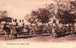 CONVOI D'ANES A MOSSI - HAUTE VOLTA - Burkina Faso