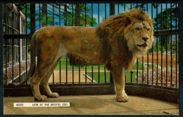 RB 1208 -  Postcard - Lion At The Bristol Zoo - Animals Theme - Bristol