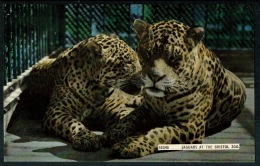 RB 1208 -  Postcard - Jaguars At The Bristol Zoo - Animals Theme - Bristol