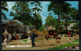 RB 1208 -  Postcard - Camel At The Bristol Zoo - Animals Theme - Bristol