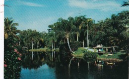 Florida Sarasota Scene In Sarasota Jungle Gardens 1964 - Sarasota