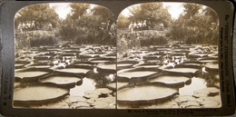 Pond Of Nymphia, Como Park, Minnesota, H.C.White - Stereoscopi