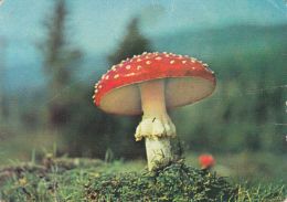 72083- MUSHROOMS - Mushrooms