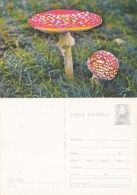72084- MUSHROOMS - Mushrooms