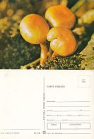 72085- MUSHROOMS - Mushrooms