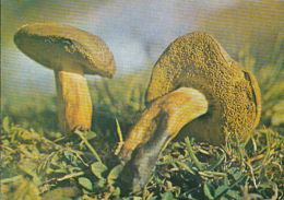 72086- MUSHROOMS - Mushrooms
