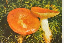 72087- MUSHROOMS - Champignons