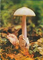 72088- MUSHROOMS - Mushrooms