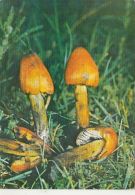 72089- MUSHROOMS - Mushrooms
