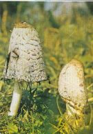 72090- MUSHROOMS - Champignons