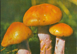 72094- MUSHROOMS - Champignons