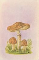 72095- MUSHROOMS - Mushrooms