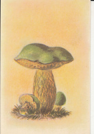 72096- MUSHROOMS - Mushrooms