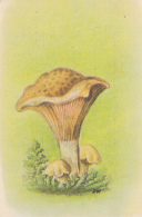 72097- MUSHROOMS - Champignons