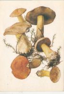 72133- MUSHROOMS - Mushrooms