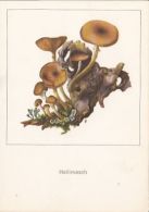 72135- MUSHROOMS - Mushrooms