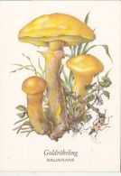 72136- MUSHROOMS - Pilze