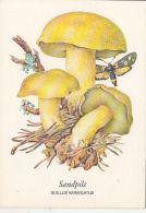 72141- MUSHROOMS - Champignons