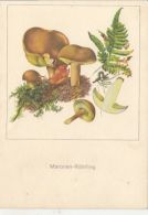 72142- MUSHROOMS - Pilze