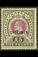 NATAL 1902 £5 Mauve & Black, Wmk Crown CC, "SPECIMEN" Overprint, SG 144s, Very Fine Mint. For More Images, Please Visit  - Non Classés