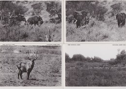 CONGO BELGE-PARC NATIONAL ALBERT-LOT-4 CARDS-ELEPHANTS+WATERBUCK+KOBS DE THOMAS-PLAINE DU LAC EDUARD-VOYEZ LES 2 SCANS - Sonstige & Ohne Zuordnung