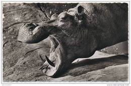CPSM Tête D'Hippopotame (Afrique) (Cl. Galitzin) N°1163 - Hippopotames