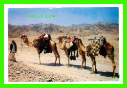 SHARM EL SHEIKI, EGYPT - A GROPUP OF CAMELS ON THEIR TO THE CITY -  S. F. D. - - Sharm El Sheikh