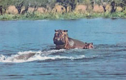 Postcard African Wild Life Hippo By Sapra Studios Of Nairobi My Ref  B12322 - Nijlpaarden