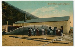 CPA - Afrique Du Sud - Sperm Whale Caught Off Durban (Cachalot Capturé Au Large De Durban) - Südafrika