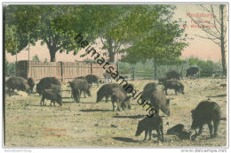 Moritzburg - Fütterung Der Wildschweine - Handcoloriert - Moritzburg