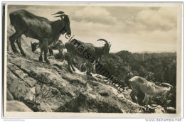 Mähnenschafe - Carl Hagenbeck's Tierpark - Foto-AK - Stellingen